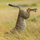 Illustration for article titled These Are the Winners of the 2015 Comedy Wildlife Awards